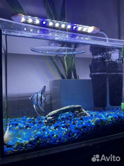 Аквариум
