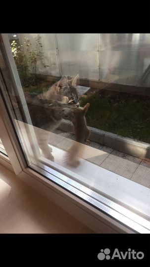 Котята в добрые руки, метисы