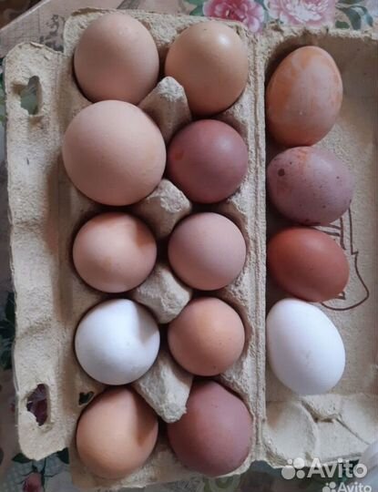 Домашние куриные яйца