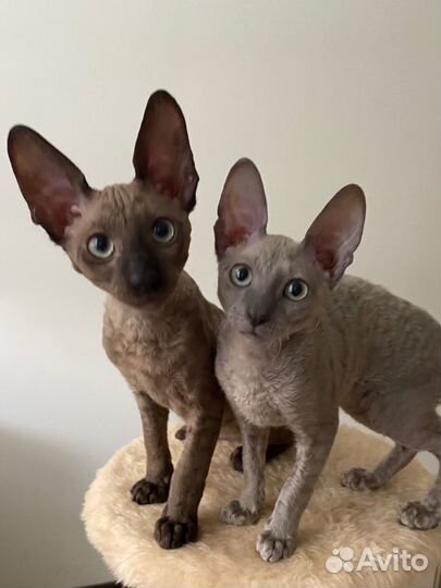 Корниш-рекс котята с документами, 3 мес