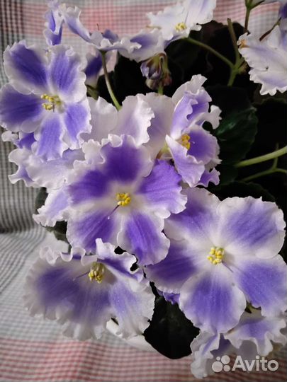 Фиалки разные (детки, укорененные листы с детками)
