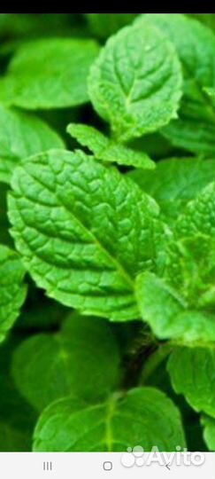 Мята