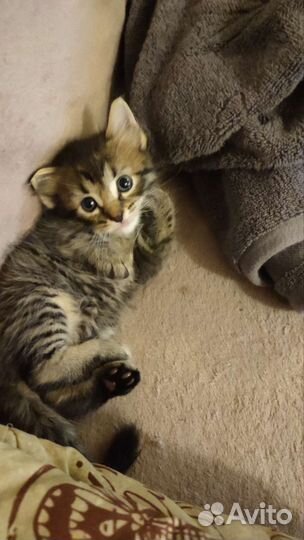 Кошечка помесь мейн-куна