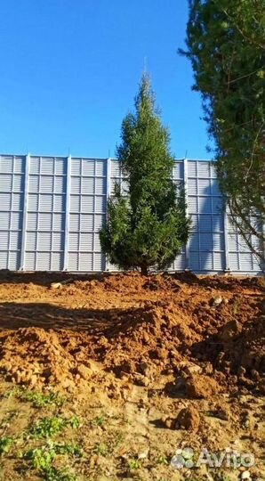 Ель обыкновенная в розницу