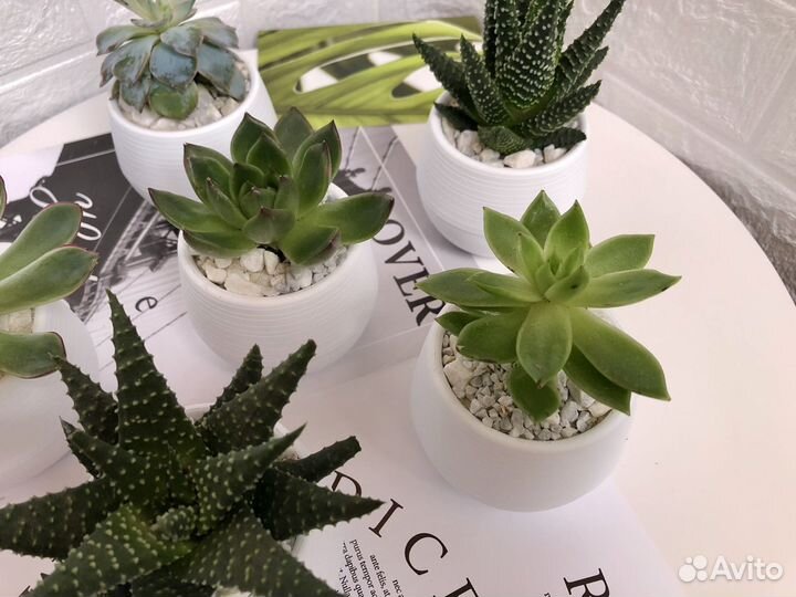 Суккуленты в горшочках
