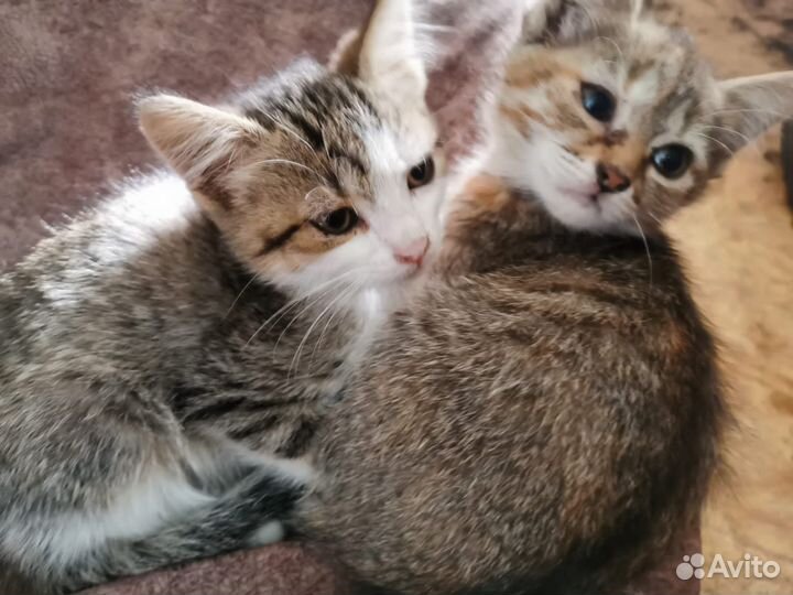Котята в добрые руки мальчик девочка