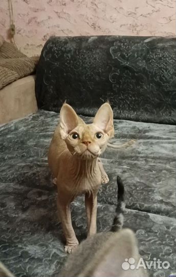 Голый котик Девон рекс