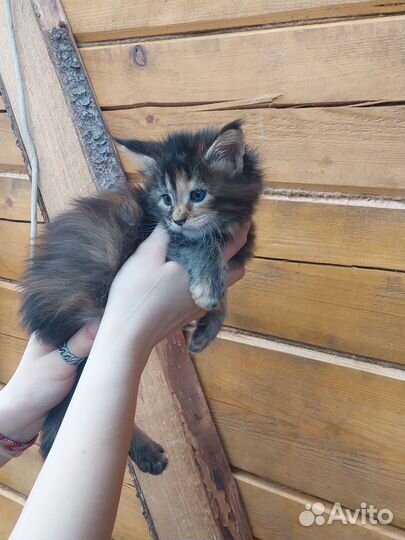 Красивые котята мейнкун