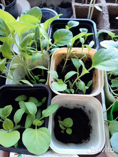 Рассада перца баклажан