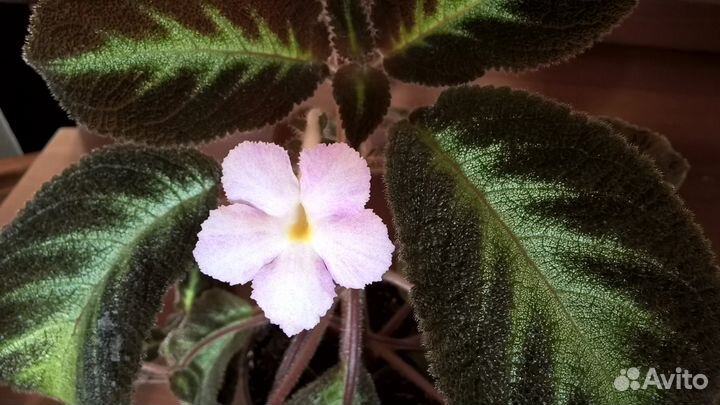 Эписции в Нижнем Новгороде