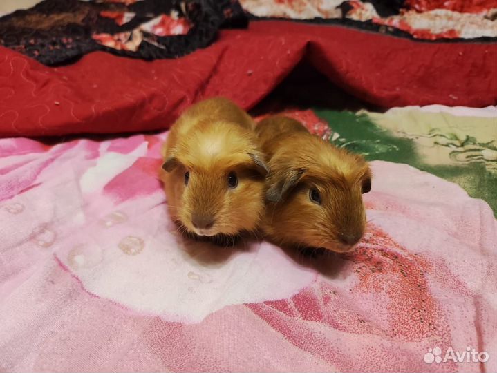 Морские свинки