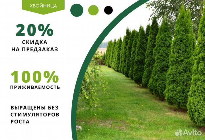 Туя Брабант 1,5 м,Колумна,Смарагд