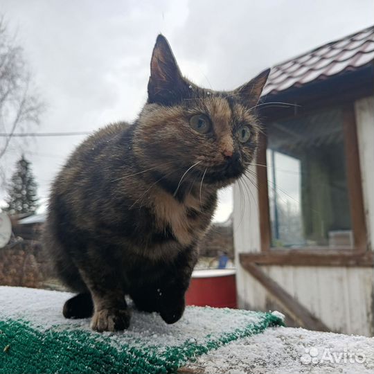 Кошки в добрые руки