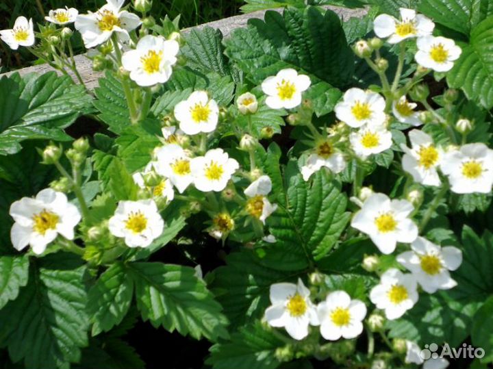 Рассада клубники