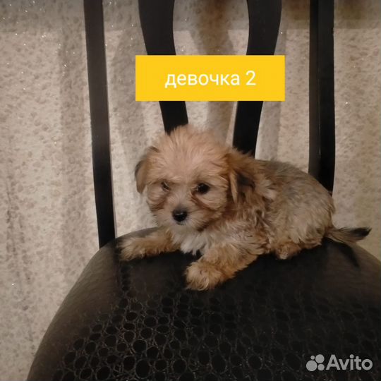 Щенки бивер йорка