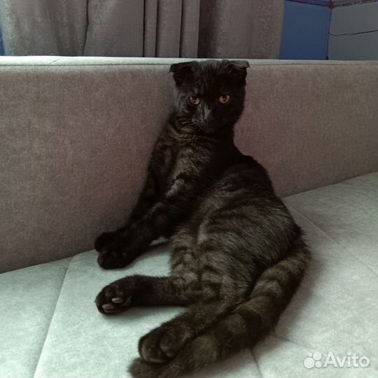 Вислоухий котБесплатно