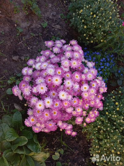 Хризантема мультифлора