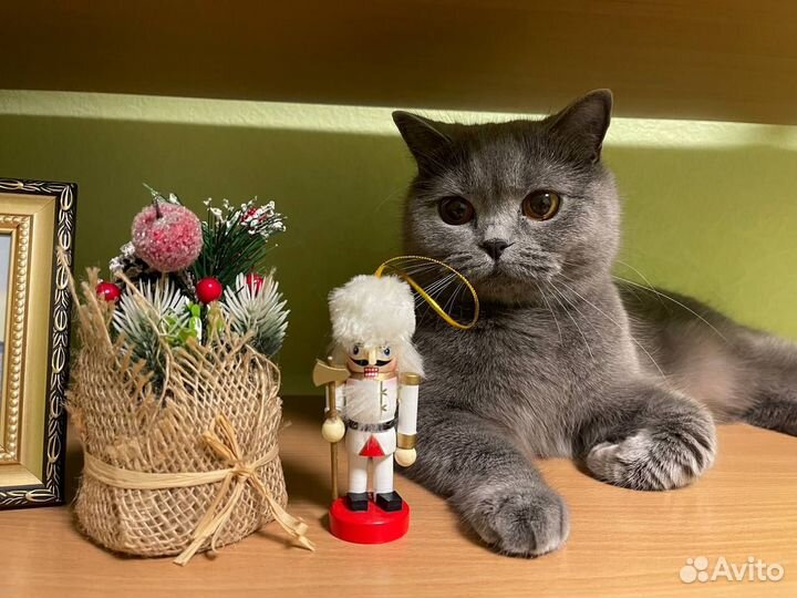 Британская кошка бесплатно