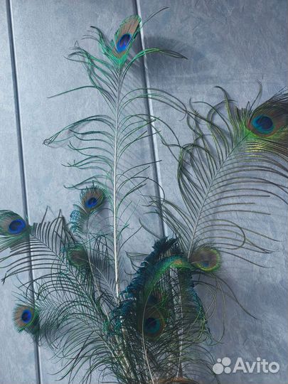 Перья павлина и фазана, цена за все