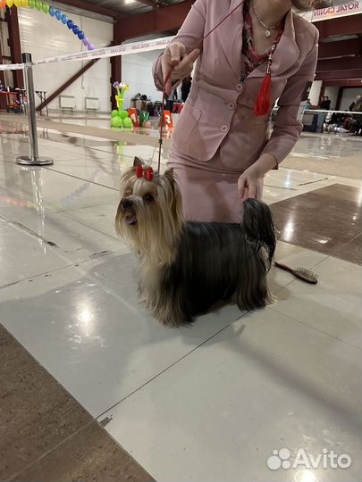 Вязка - Йоркширский терьер