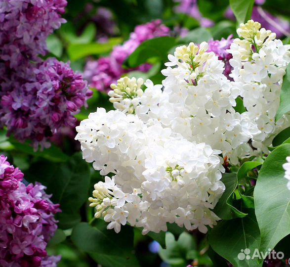 Сирень махровая саженцы