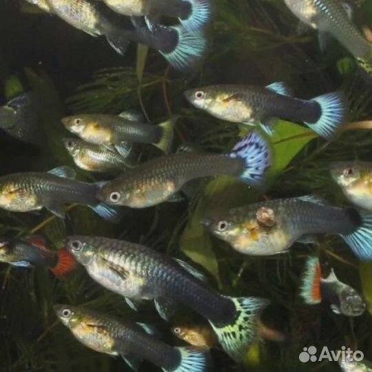 Рыбки гуппи