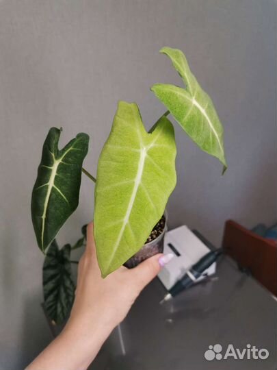 Алоказия Венти, Анторо блэк вельвет,Регал шилд