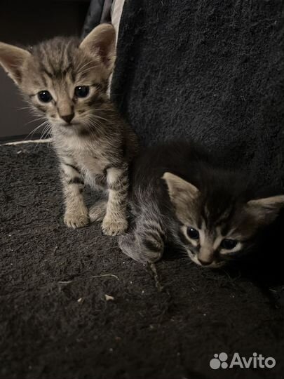 Отдам котят в добрые руки