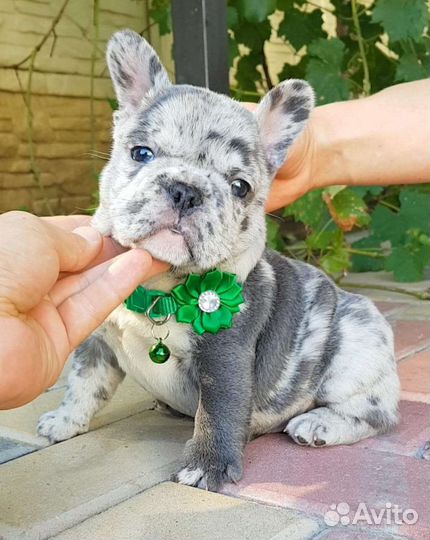 Французский бульдог щенки голубой