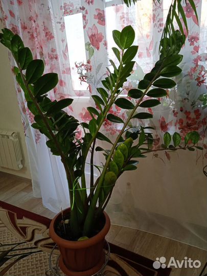 Замиокулькас