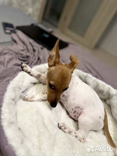 Джек рассел терьер щенок