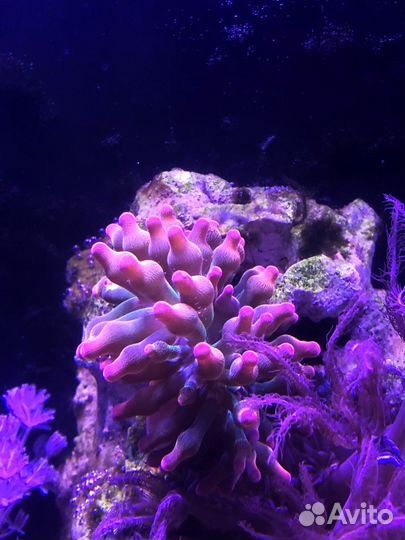 Коралл ксения и корнулярия Актиния