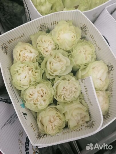 Роза от склада под режимом хранения Доставка