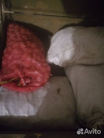 Картошка едовая и сменная