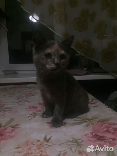 Отдам кошечку