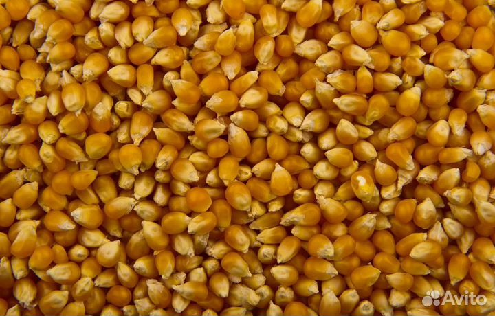 Кормовая пшеница, Пшеница озимая корма