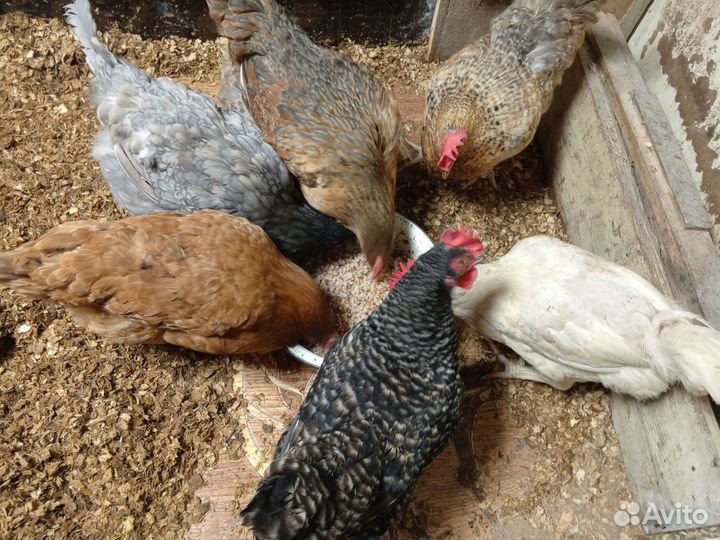 Куры несушки