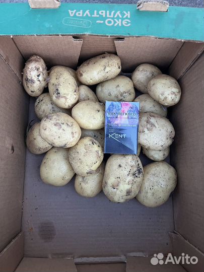 Картофель оптом