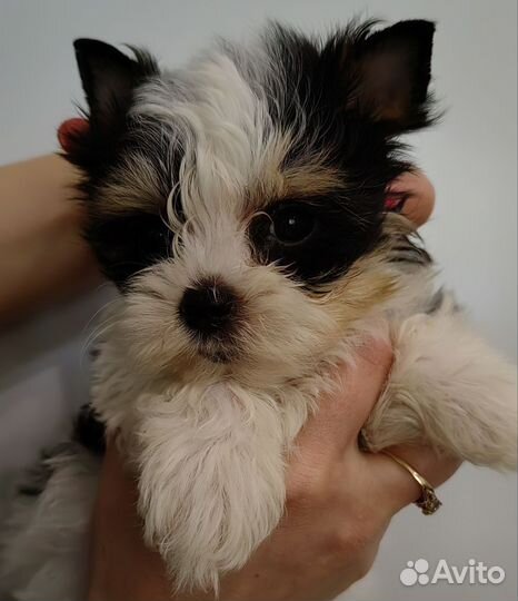 Биверята с документами