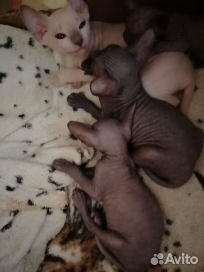 Донской сфинкс котята