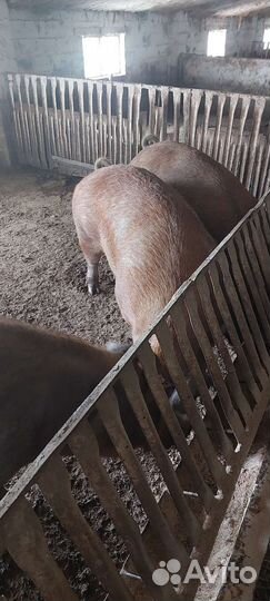 Свиноматки и хряк