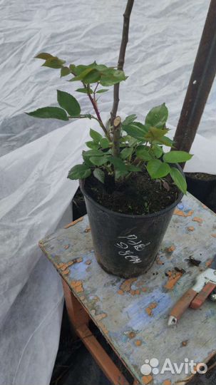 Роза красная плетистая рэд эден, 7 литров