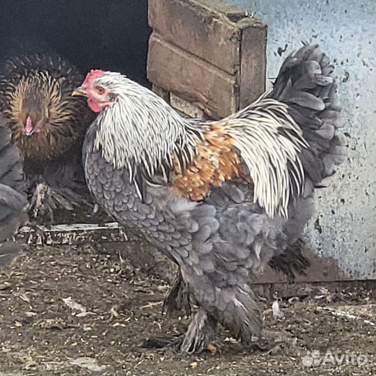 Брама петухи