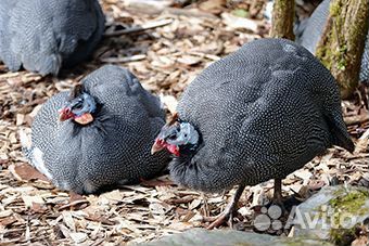 Птица цесарки