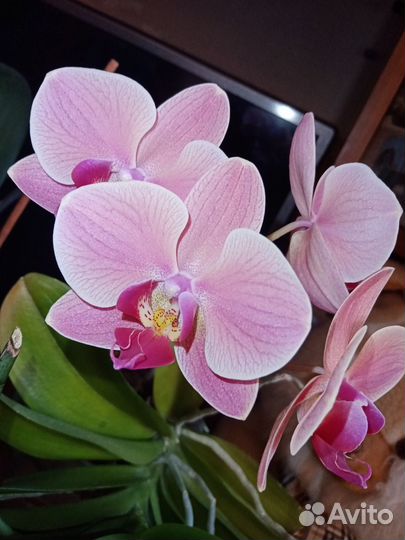 Продаю орхидею Нарбонна