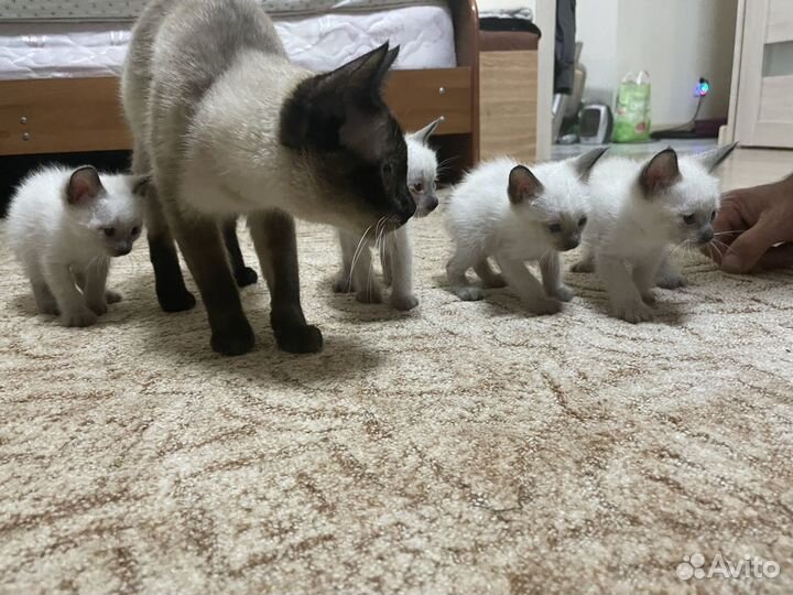 Меконгский бобтейл