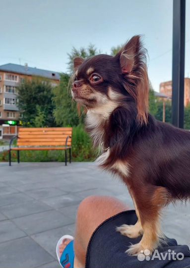 Вязка чихуахуа - кобель