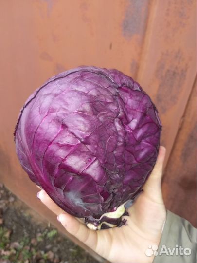 Капуста краснокочанная