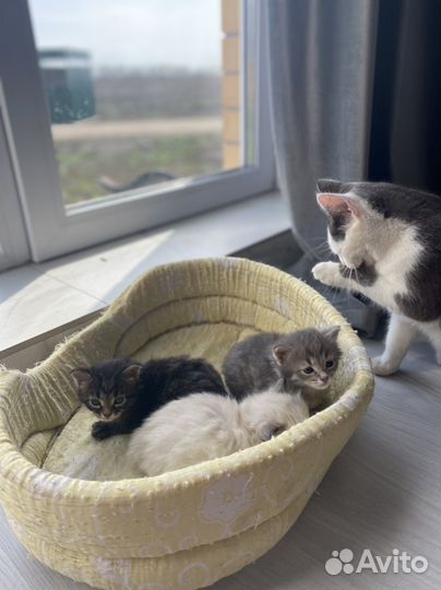 Отдаю котят
