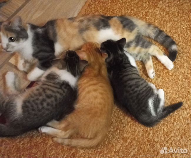 Отдам котиков в добрые руки